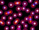2º Encontro Nacional de Nanotoxicologia «E2N 2013»